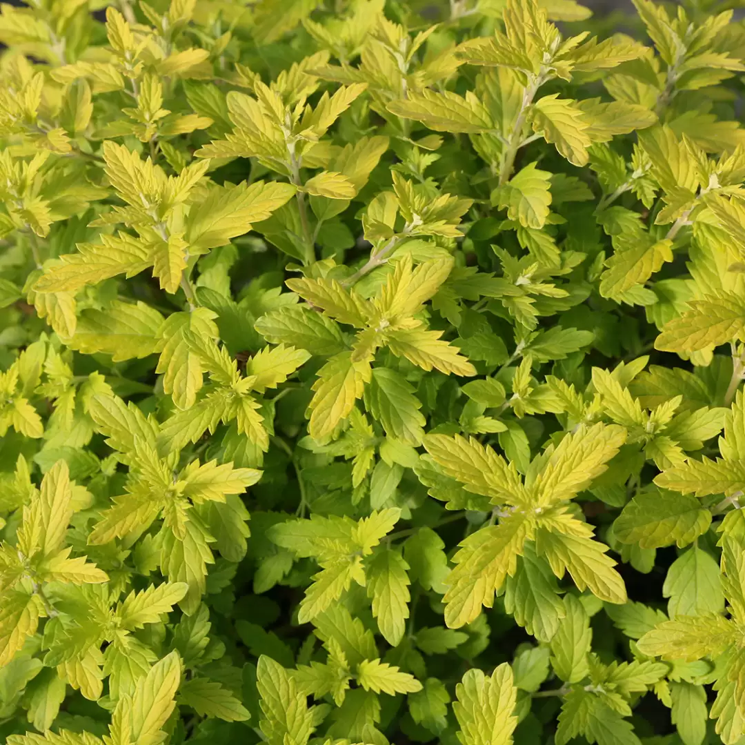 Close up of yellow foliage of Sunshine Blue II Caryopteris